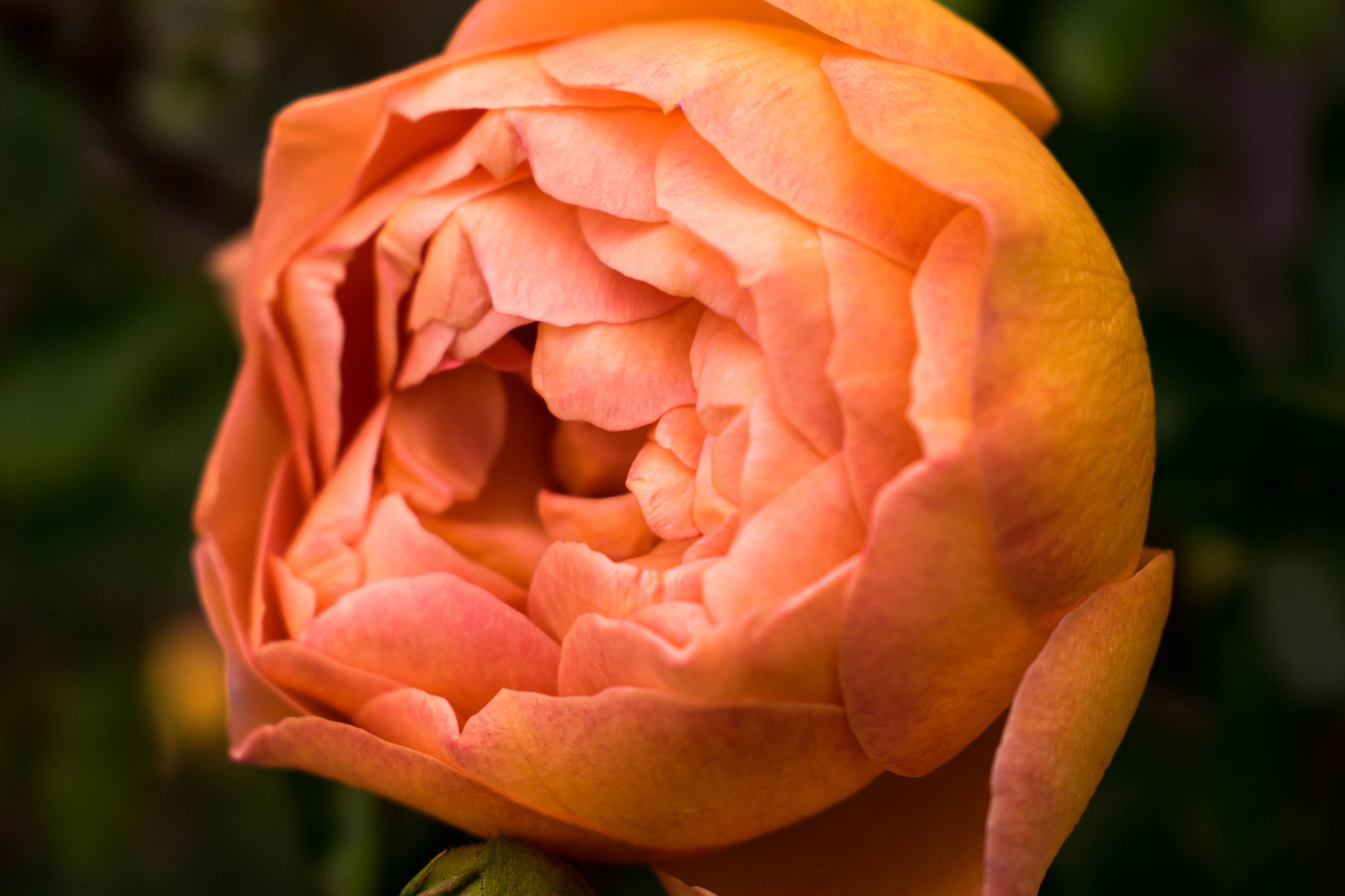 Open Faced Roses Close Up Photo of Orange Petaled Rose · Free Stock Photo