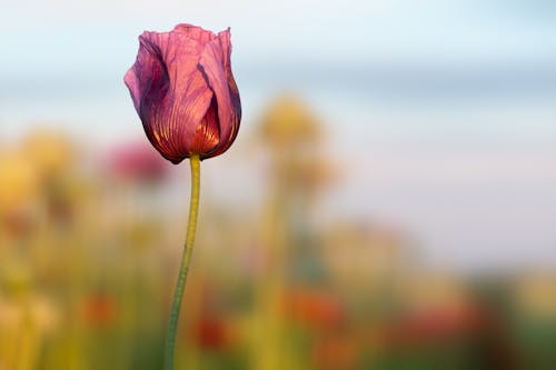 Kostnadsfri bild av blomfotografi, blomma, flora