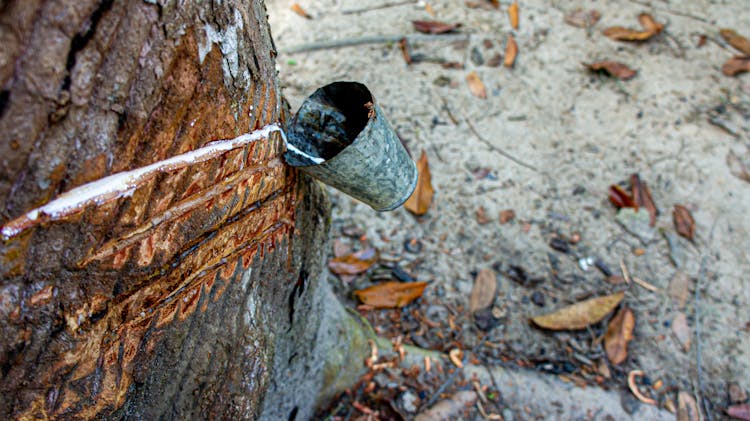 Sap Extracted From A Rubber Tree