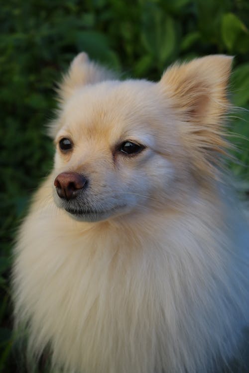 Gratis lagerfoto af dyrefotografering, hoved, hund