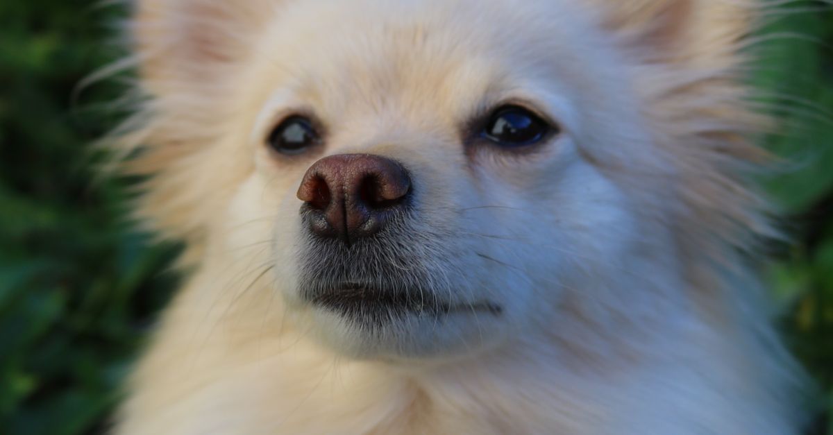 Spitz Pic Portrait of Spitz · Free Stock Photo