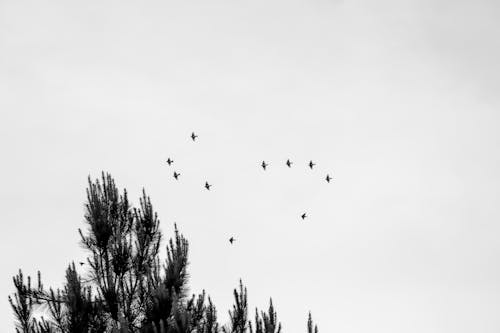 Flock of Birds in Sky