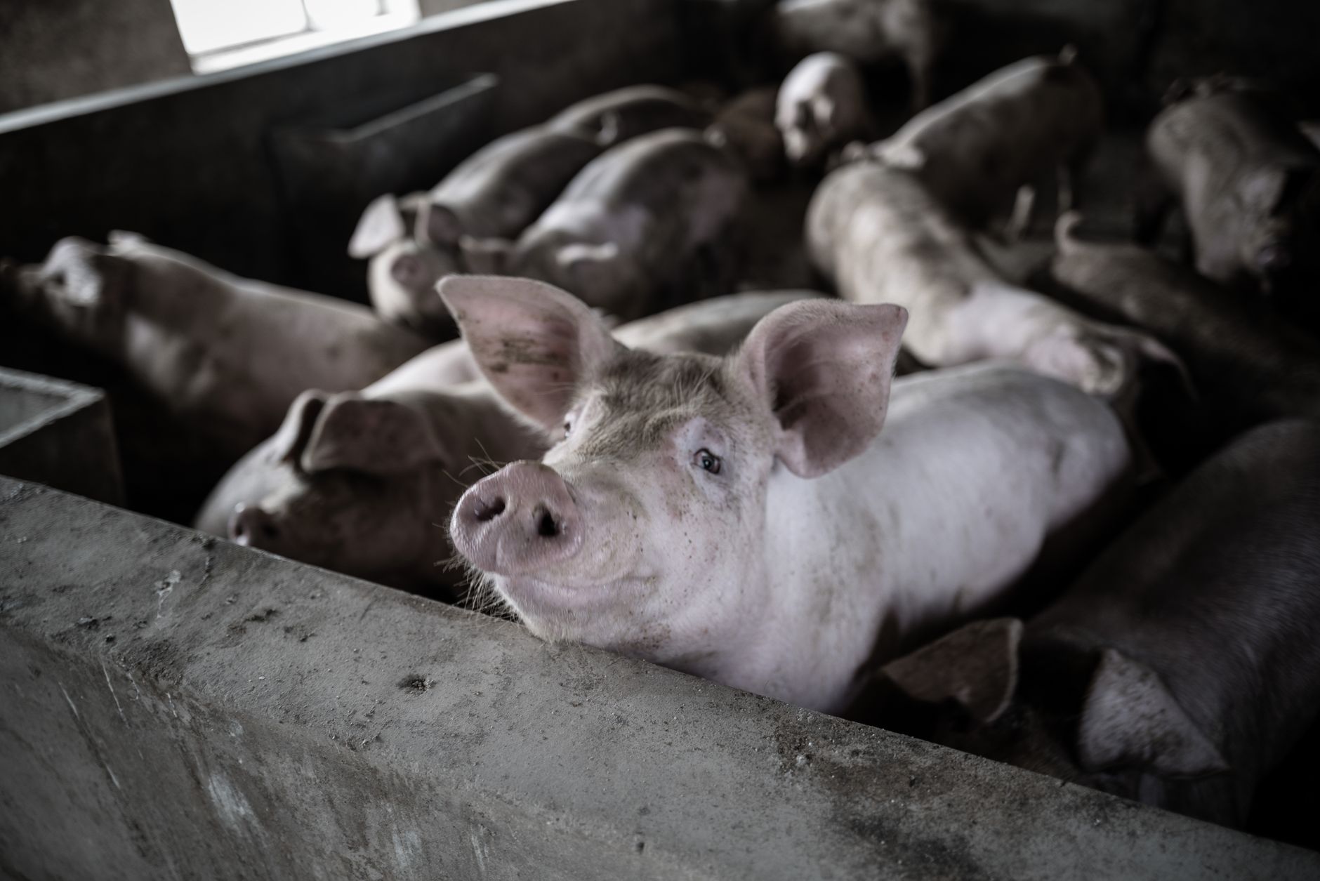 Pig Kidneys Successfully Transplanted Into Humans in US Trial
