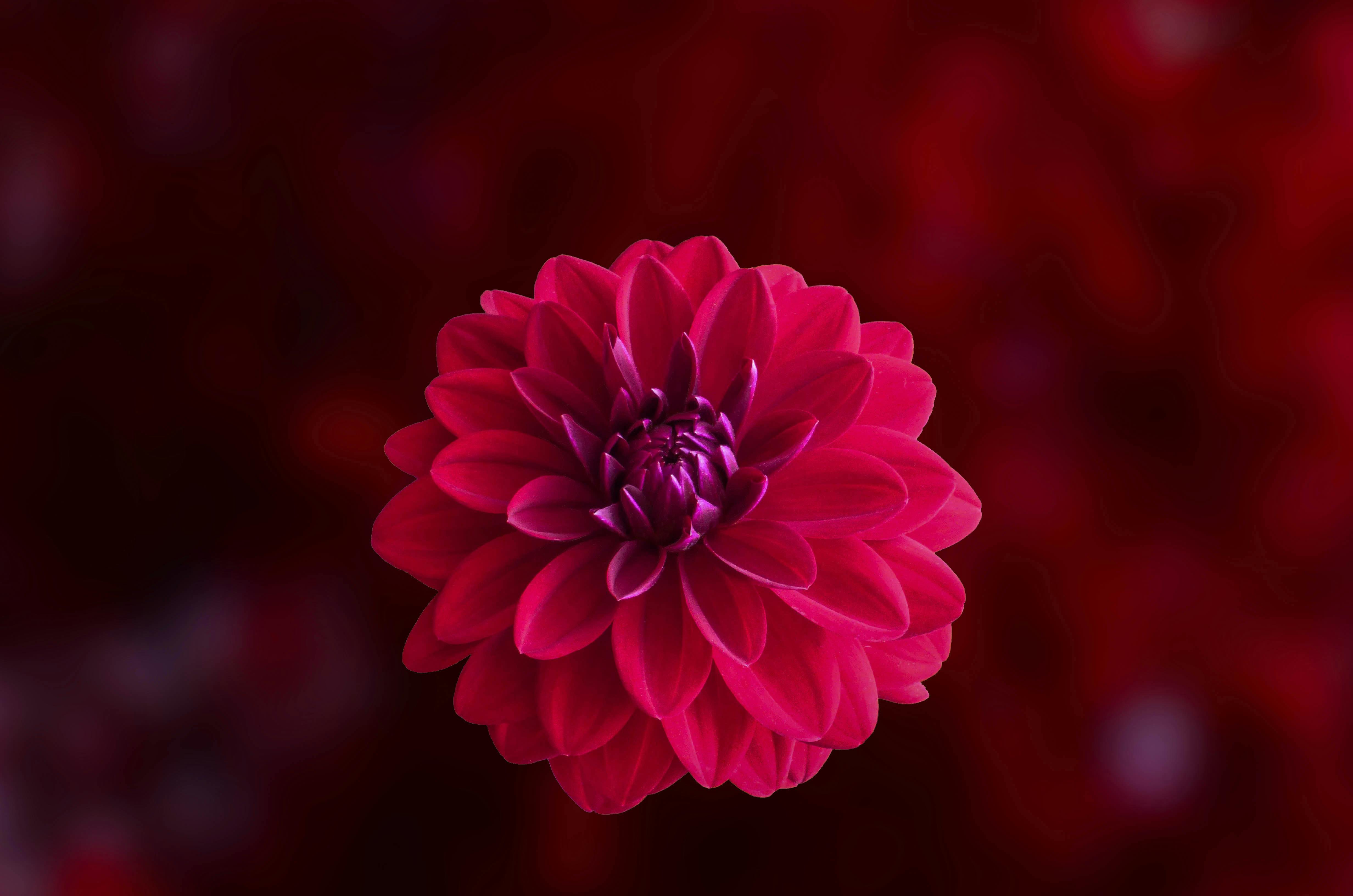 Pink Dahlia Flower In Bloom Close Up Photo Free Stock Photo