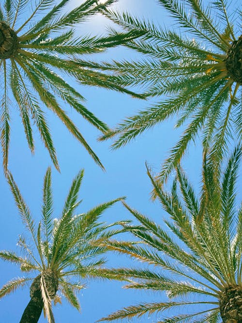 Palm trees against blue sky