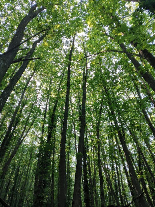 Green Trees in Dense Forest