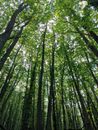Low Angle Photography of Green Leaf Trees