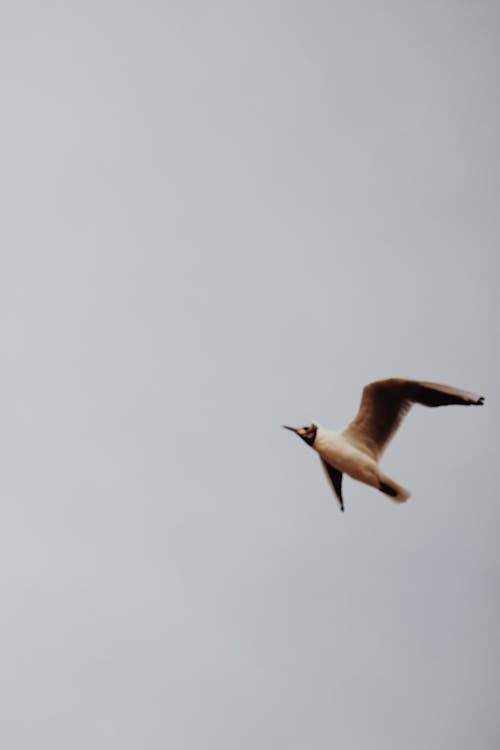 Foto profissional grátis de animal, ave, gaivota