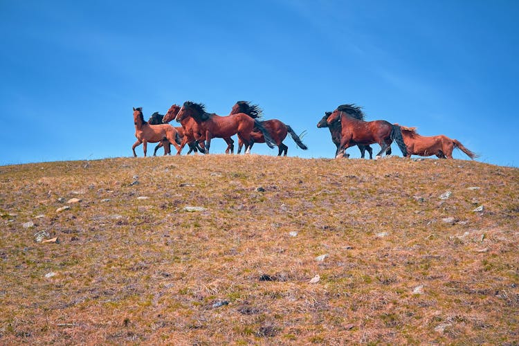 Herd Of Horses On The Hill