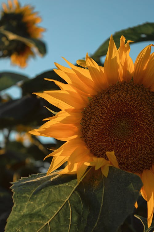 Beautiful Sunflower Under the Blue Sky