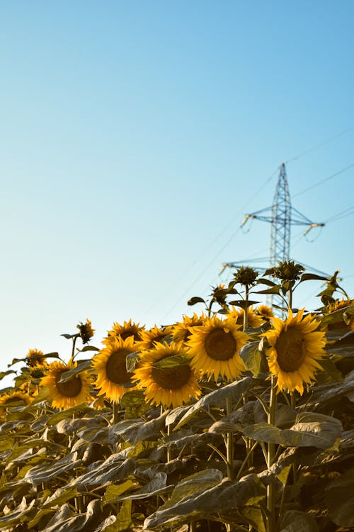 Gratuit Imagine de stoc gratuită din câmp, cer albastru, floarea-soarelui Fotografie de stoc