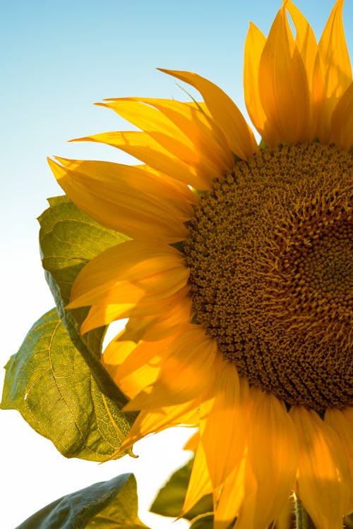 Yellow Sunflower in Close Up Photography