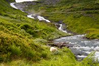 Green Grass Field and River