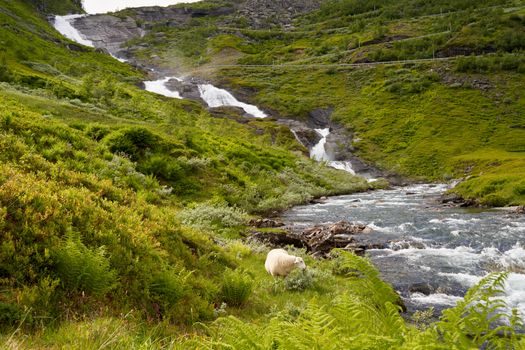 Green Grass Field and River