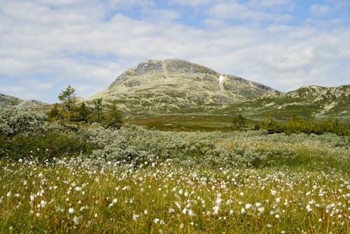 Ingyenes stockfotó domb, ég, fehér virágok témában Stockfotó