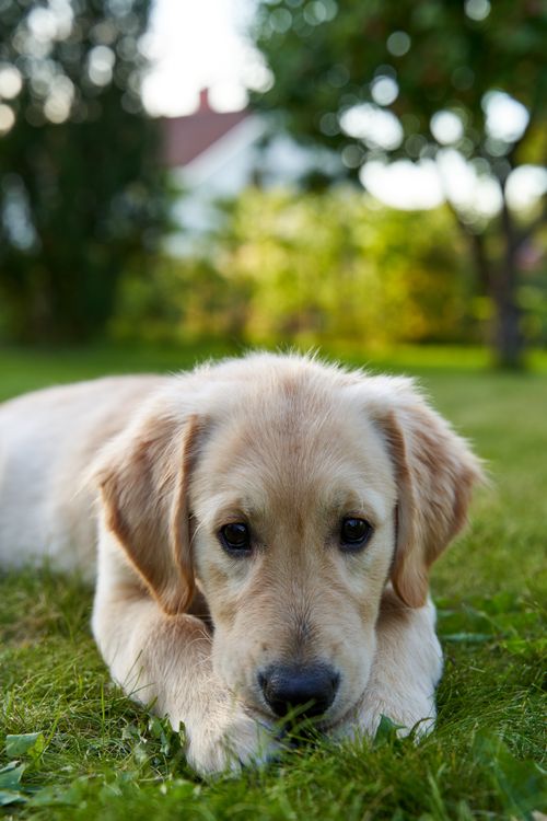 Free Adorable golden retriever puppy resting on lush green grass in a bright garden setting. Stock Photo