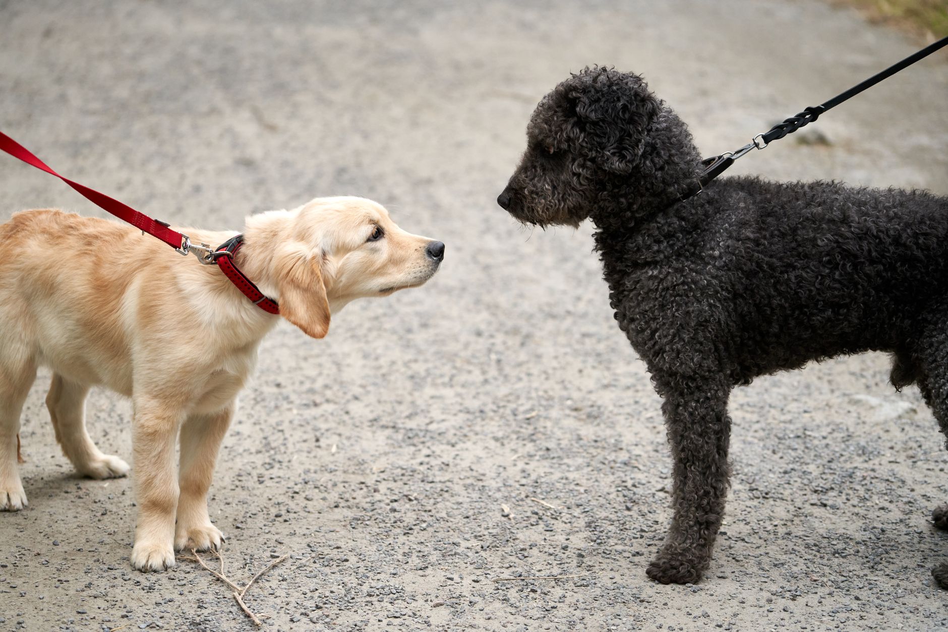 Multiple dogs greeting and socialising at a dog park