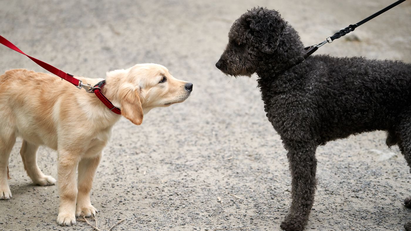 Are Portuguese Water Dogs Hypoallergenic? An Owner's Take