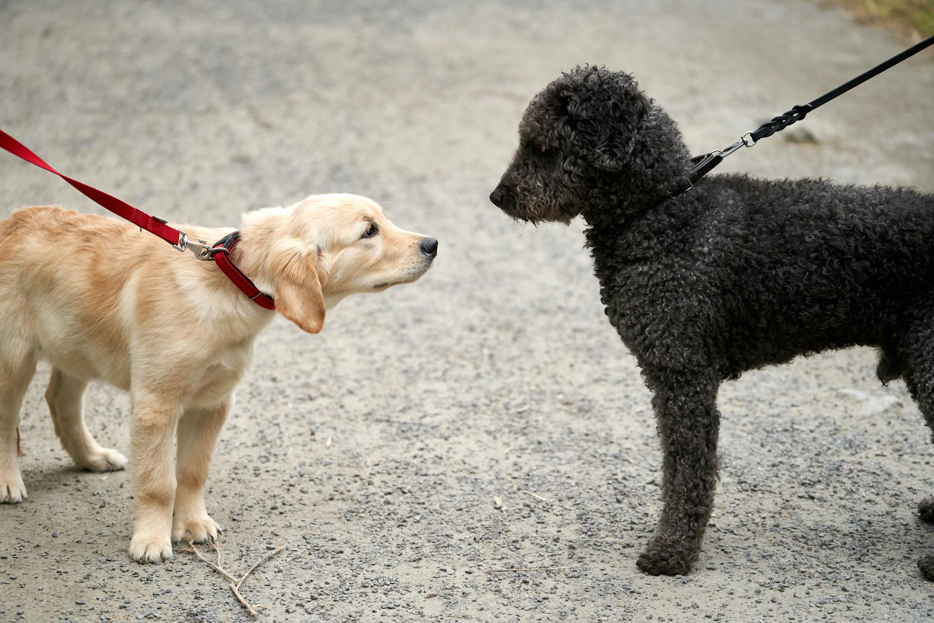 Photo of Dogs on Leash