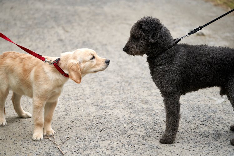 Photo Of Dogs On Leash