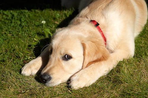 Close Up Photo of Puppy Lying on Grass