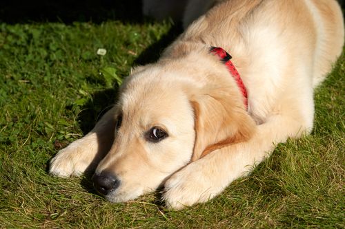 Free Cute golden retriever puppy lying on grass outdoors wearing a red collar. Stock Photo