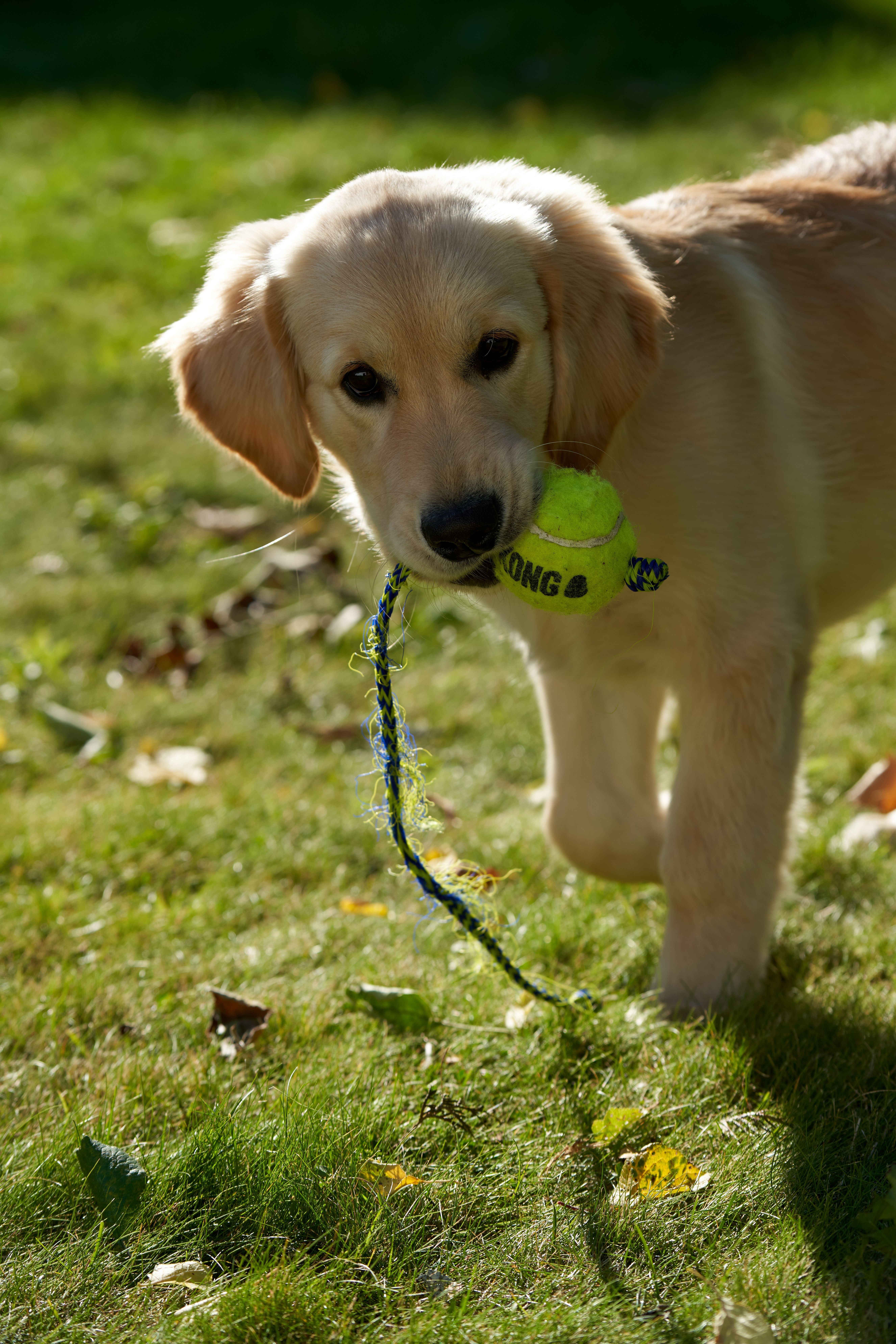 Filhote brincando com uma bolinha