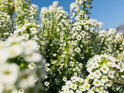 白いバーベナの花