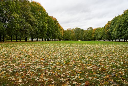 Trees and Meadow on Autumn Day