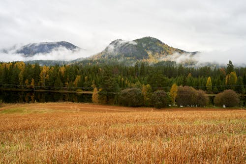 小麦畑, 山岳, 木の無料の写真素材