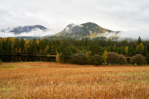 Green and Brown Grass Field Near Mountains Under White Sky