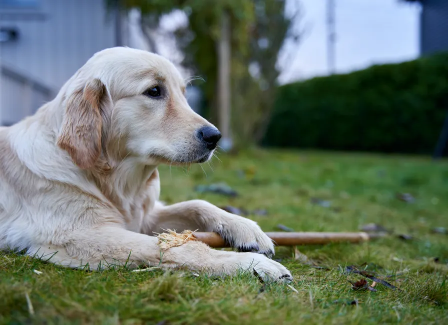 dachshund golden retriever mix