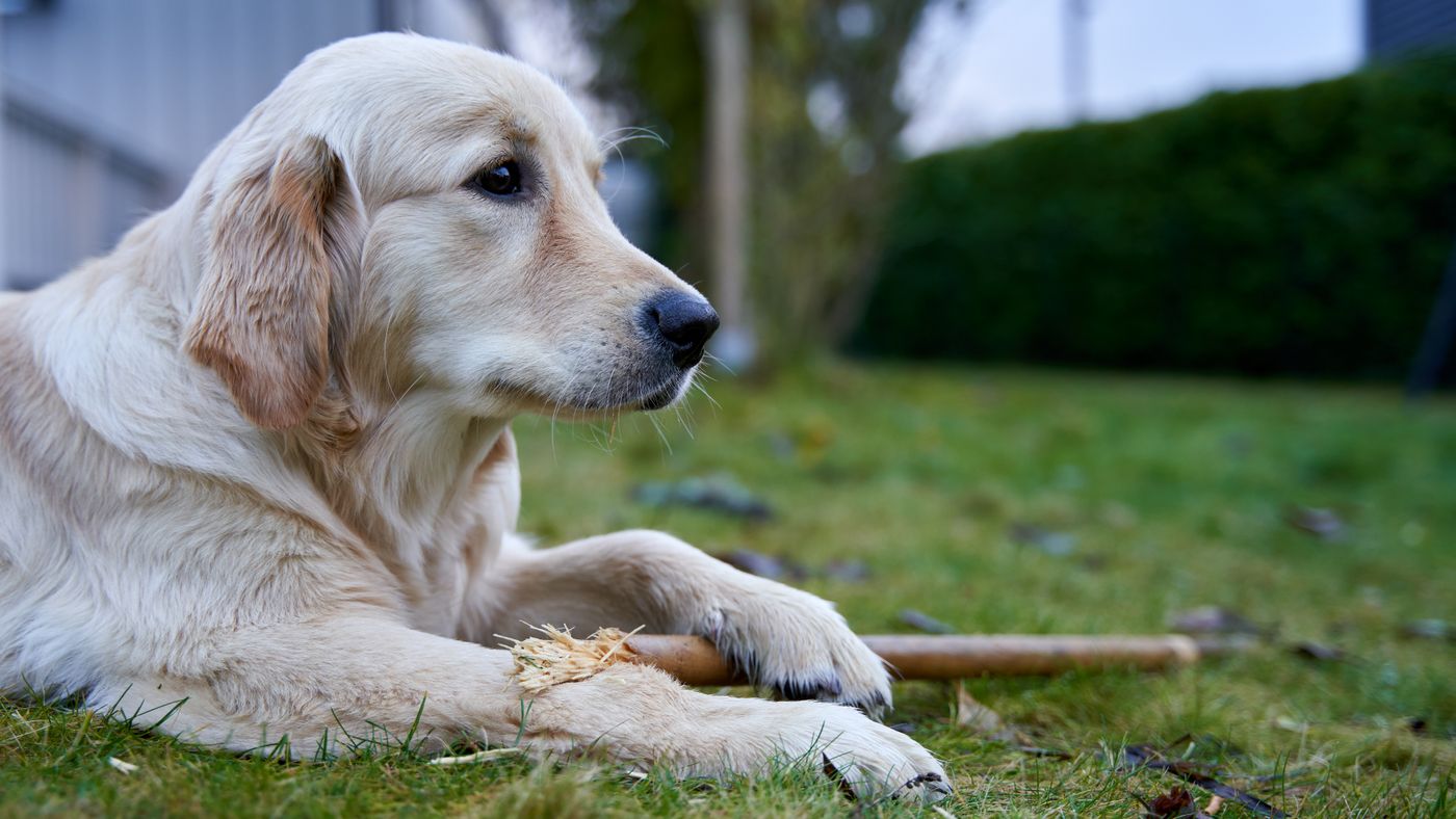 How to Potty Train Your Dog (House-Training Made Simple)