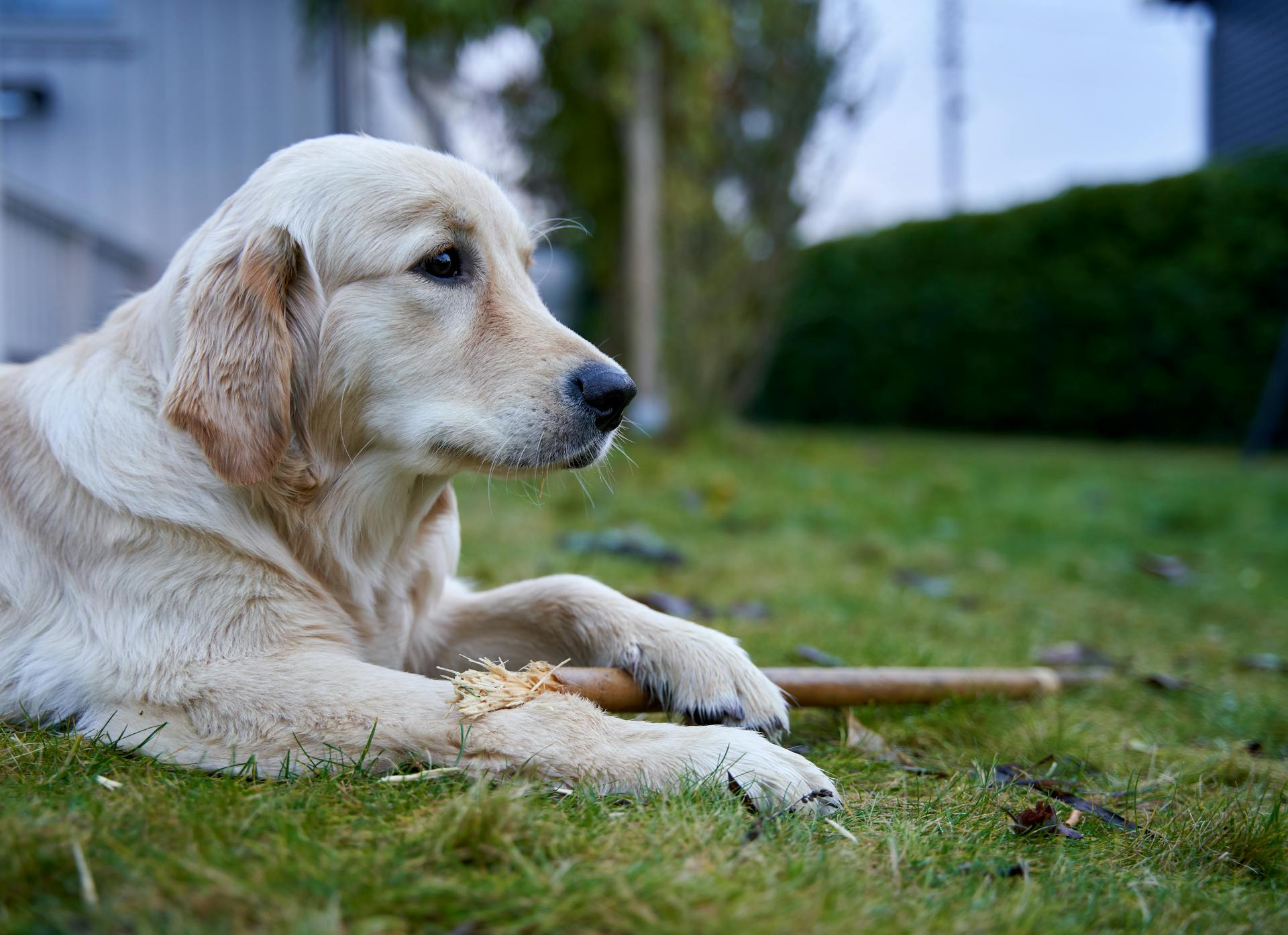 Golden Retriever Lying on Green Grass