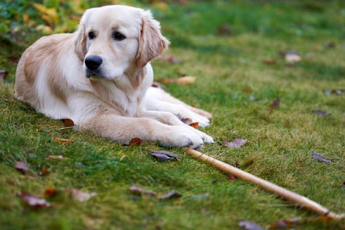 Free A Cute Golden Retriever Lying Down on the Grass  Stock Photo