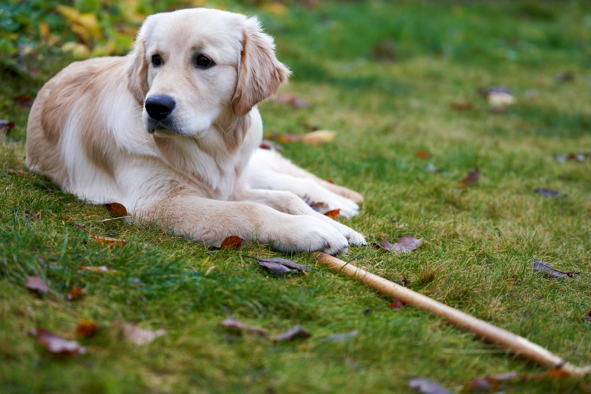 A Cute Golden Retriever Lying Down on the Grass