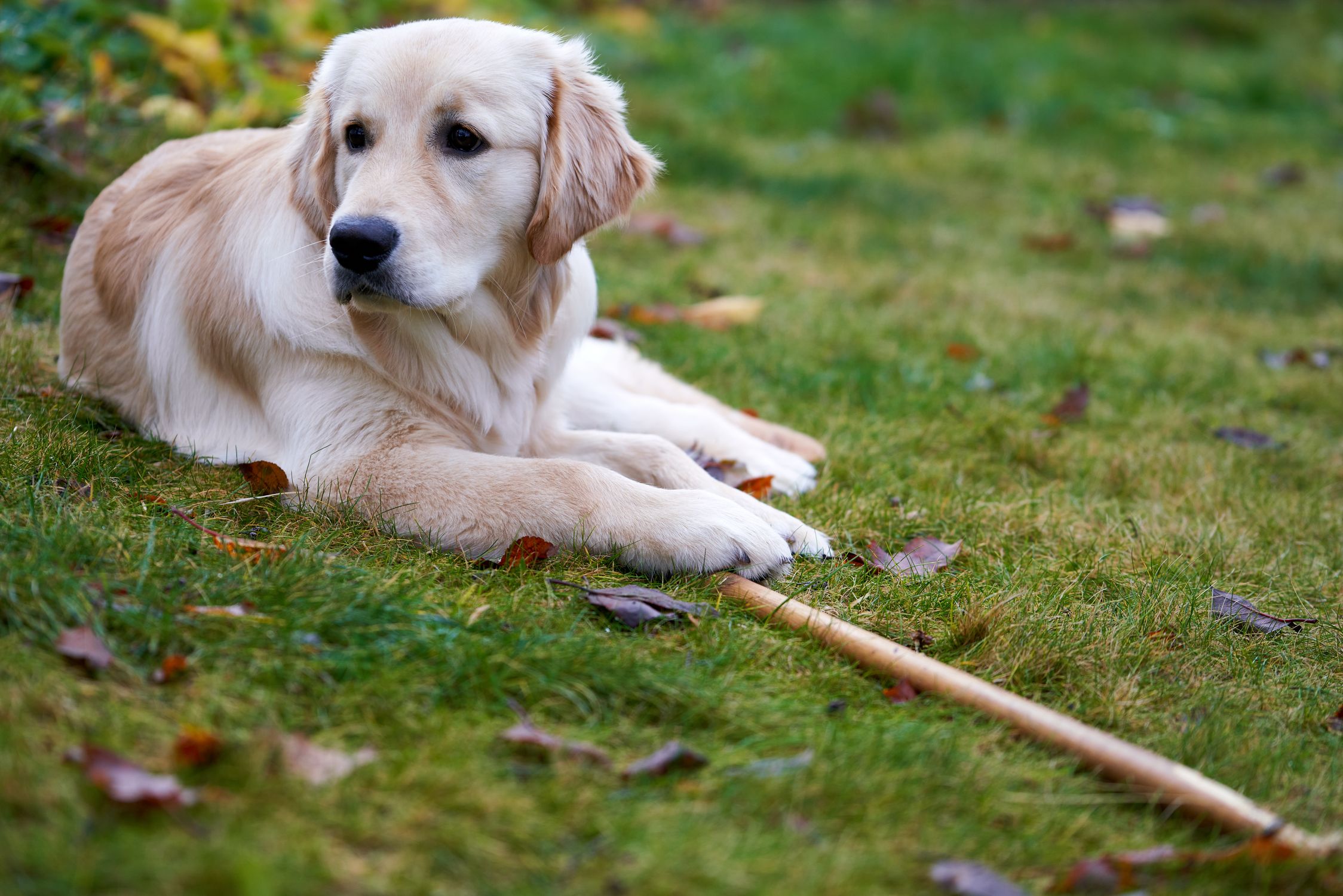 A Cute Golden Retriever Lying Down on the Grass · Free Stock Photo