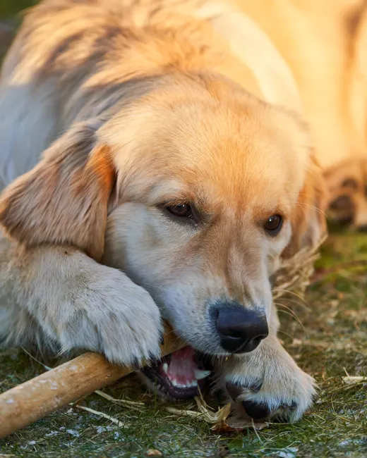 calming chews for dogs
