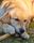 chewing