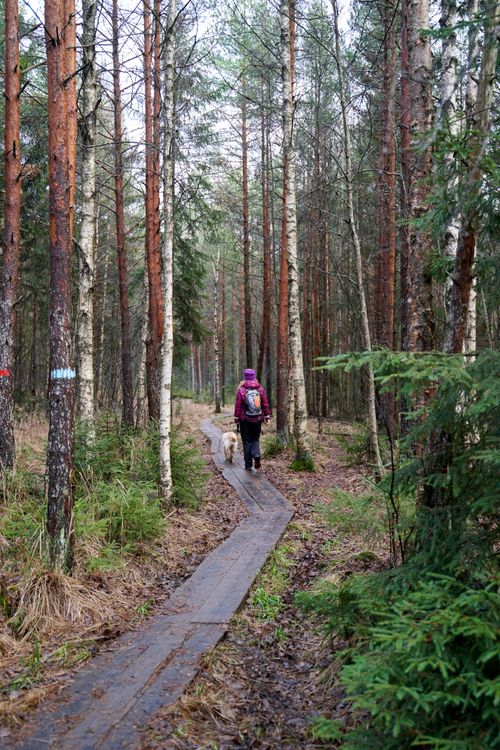 Free Person with backpack and dog walking on a forest wooden trail in autumn. Stock Photo