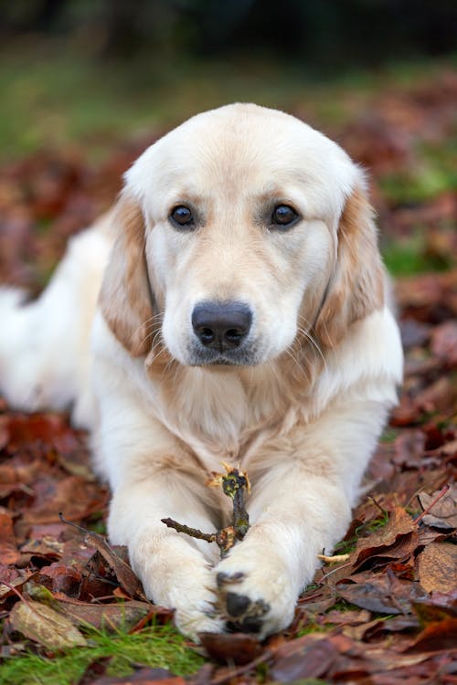 Free A Golden Retriever Puppy Lying Down on the Dried Leaves Stock Photo