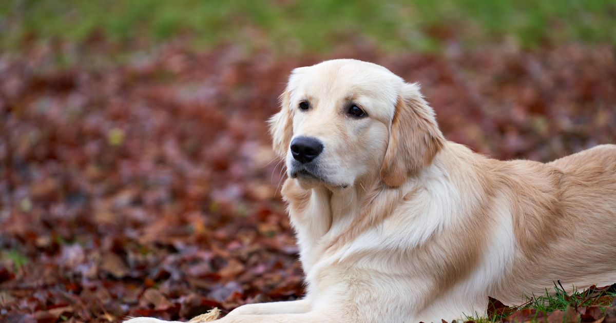 Signs your dog is in pain subtle symptoms — step-by-step visual example