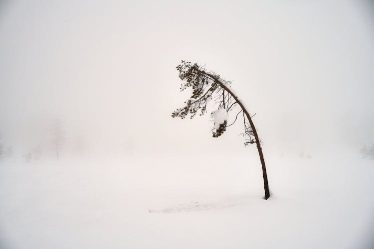 Bent Tree In Winter