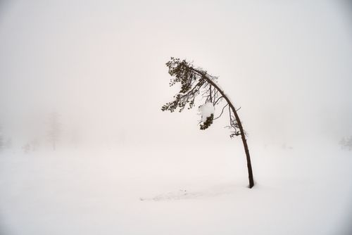 Free A snow-bent tree stands isolated in a foggy winter landscape, emanating calm and resilience. Stock Photo