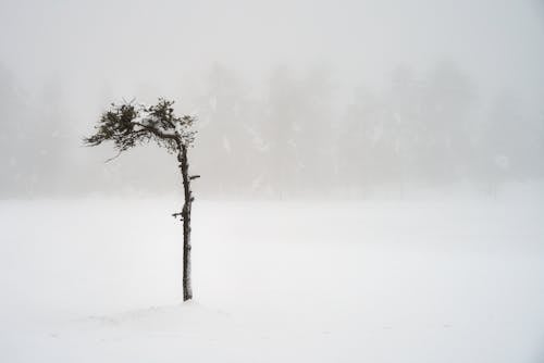 Photos gratuites de arbre, brouillard, hiver