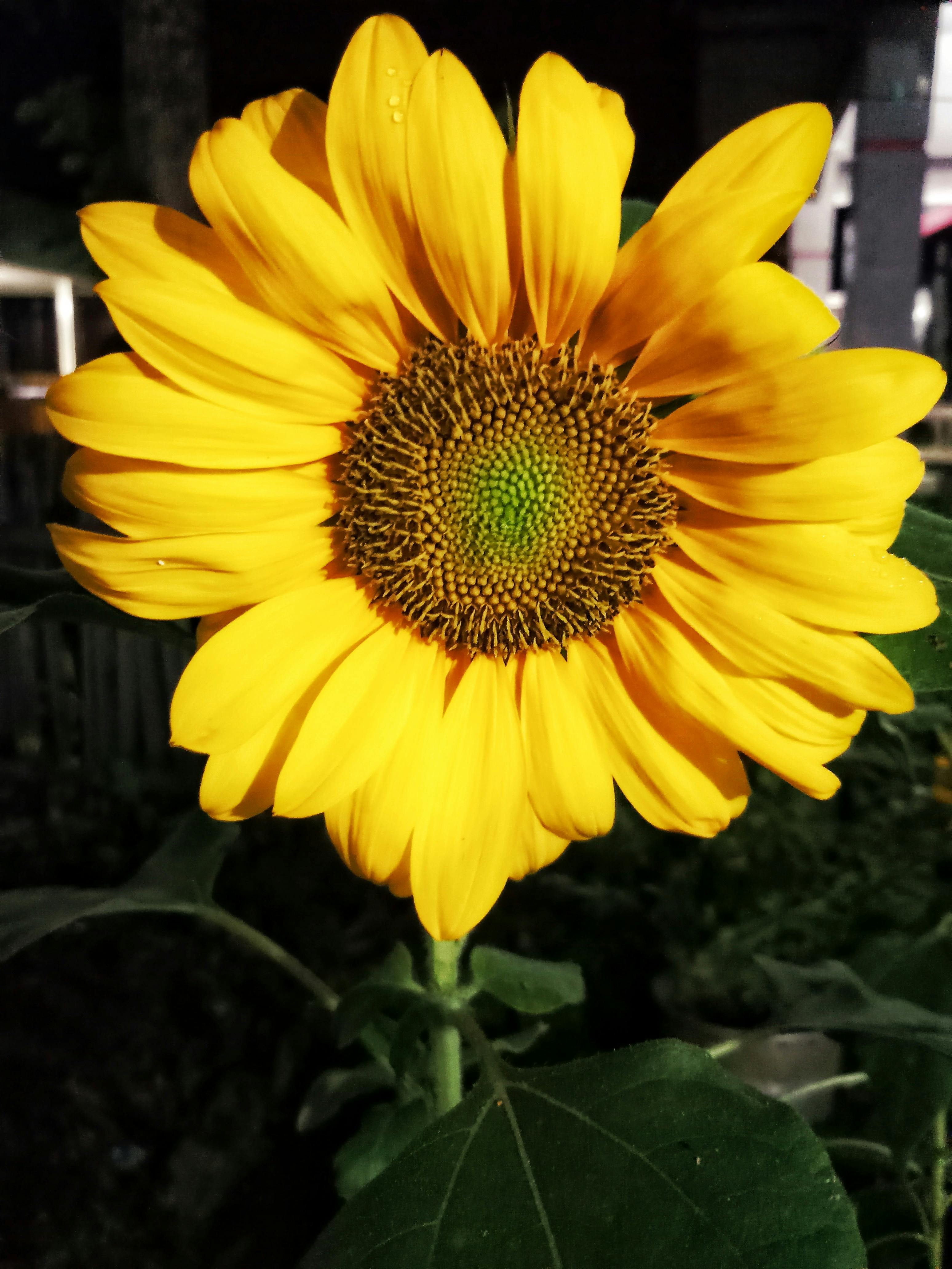 Wow 15+ Gambar Bunga Matahari Pagi - Gambar Bunga Indah