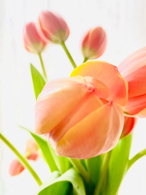 Free Close-Up Photograph of Tulip Flowers Stock Photo