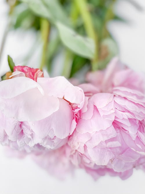 Close-Up Photo of Blooming Pink Petaled Flowers