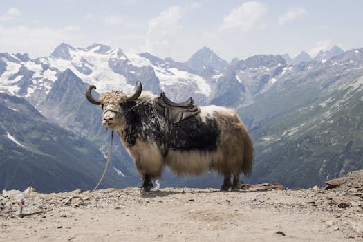 A yak stands proudly with a saddle on a snowy mountain backdrop, showcasing nature's beauty.