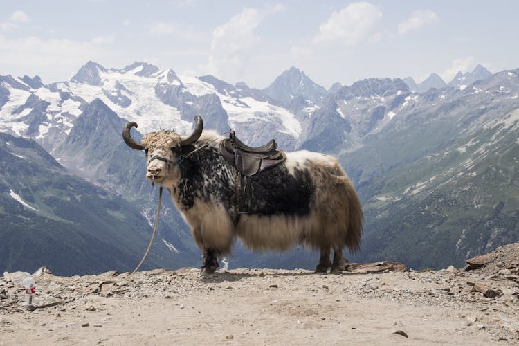 Domestic Yak On Dirt Road